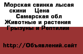 Морская свинка лысая «скини» › Цена ­ 2 000 - Самарская обл. Животные и растения » Грызуны и Рептилии   